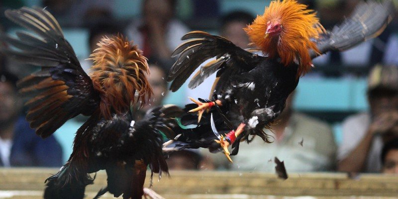 Hoáº¡t Ä‘á»™ng Ä‘Ã¡ gÃ  Philippin báº±ng cá»±a dao AE888 lÃ  má»™t dáº¡ng giáº£i trÃ­ thÃº vá»‹