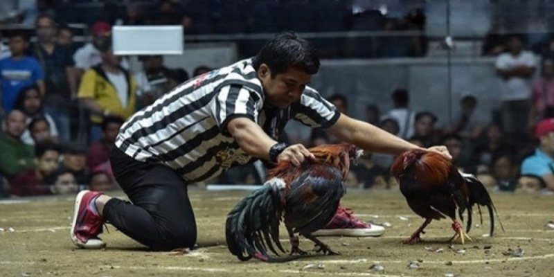 Quy trÃ¬nh tá»• chá»©c tráº­n Ä‘Ã¡ gÃ  Philippin