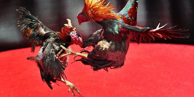 Tráº­n Ä‘áº¥u ÄÃ¡ GÃ  Trá»±c Tiáº¿p ká»‹ch tÃ­nh