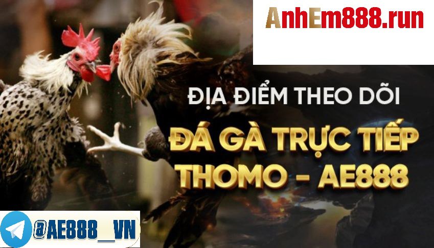Trực tiếp đá gà Ae888