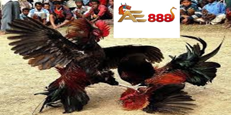 Chơi đá gà thomo ae888