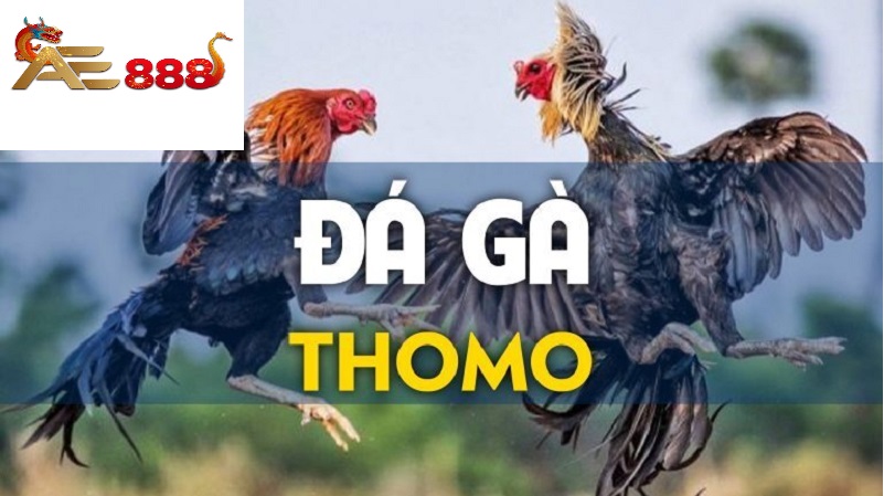 Hướng dẫn tham gia đá gà Thomo