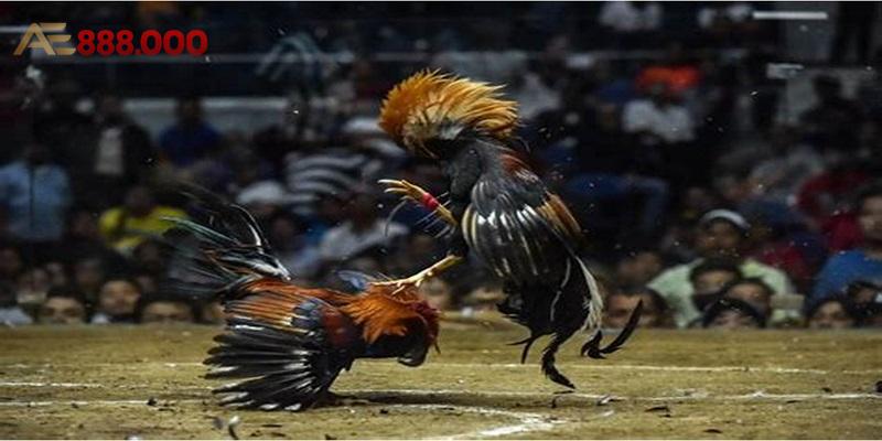 Đá gà cựa dạo